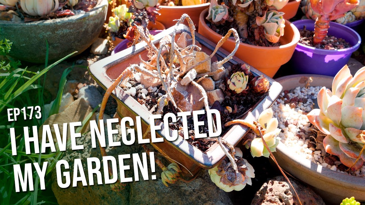 #173 I have neglected my garden!