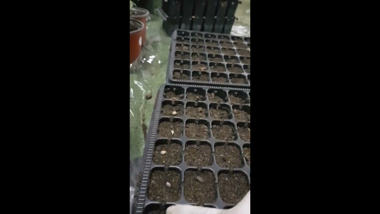 زراعة البذور في صينيات التشتيل - تجربة عملية