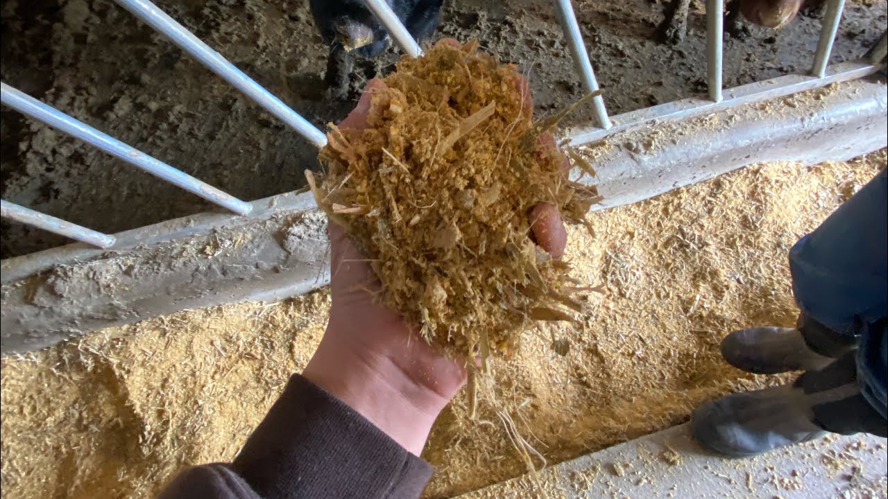 Feeding the weaned calves