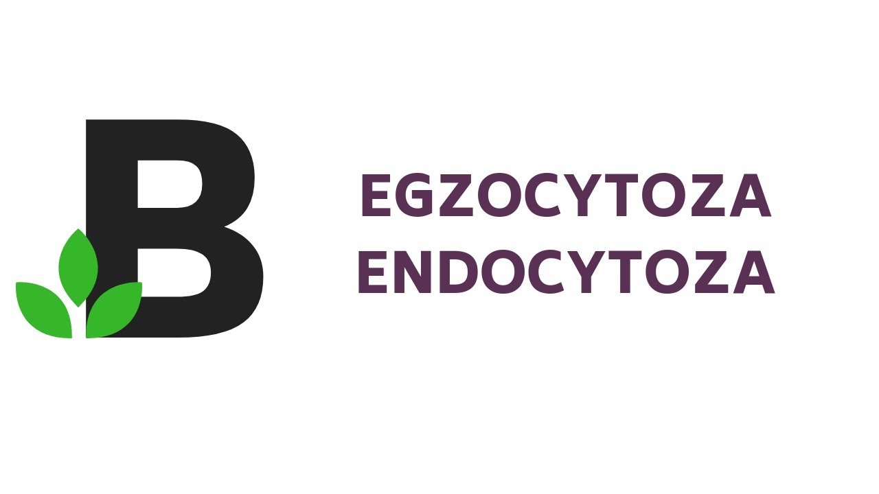 👉 EGZOCYTOZA ENDOCYTOZA 🔴 Co oznacza przedrostek ENDO- i EKTO? - KOREPETYCJE z BIOLOGII - 42