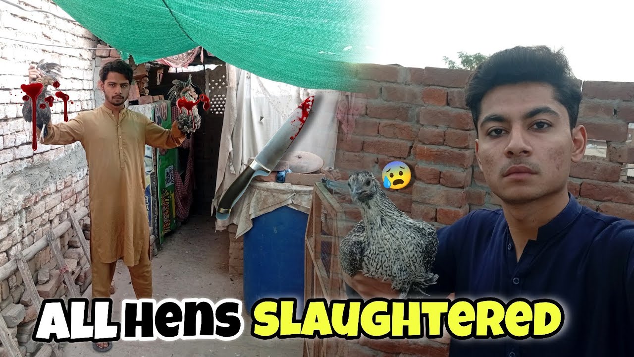 Ye Kiya aj ahmar sari murgiyon ko zibah krne ke liye le Gaya😱😱