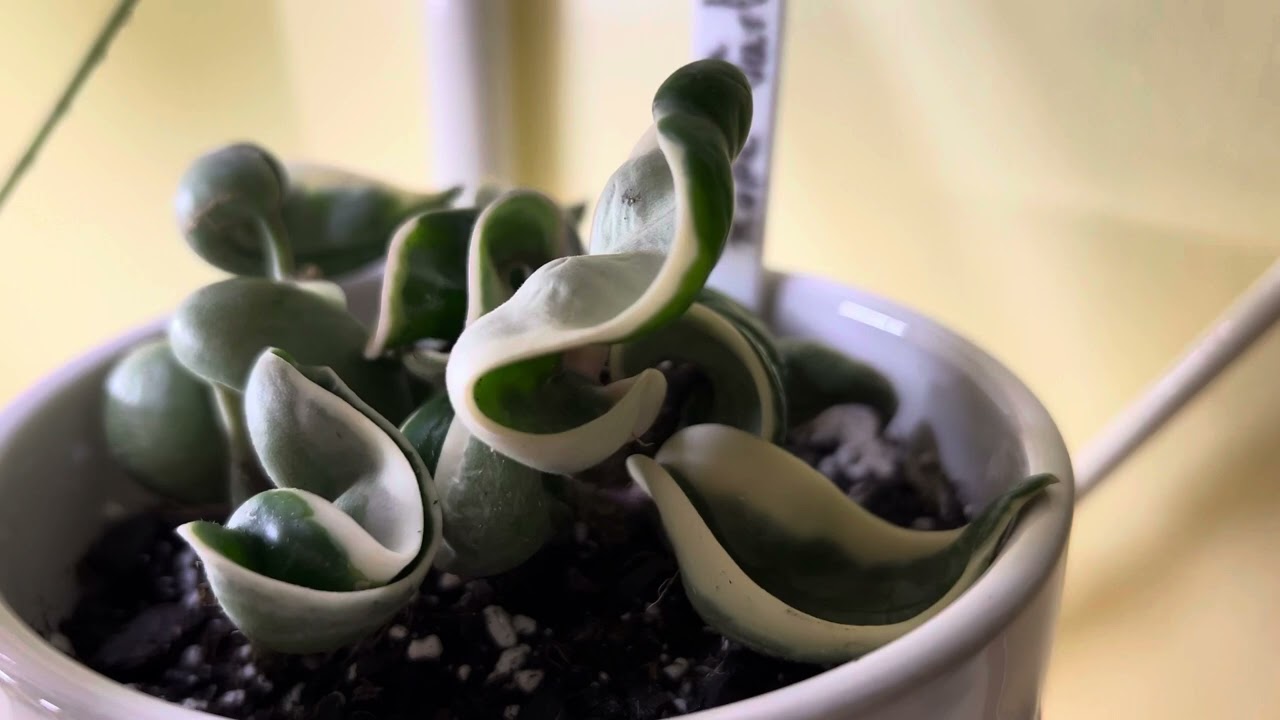😁😍Mi colección de hoyas 🪴🌱🌿