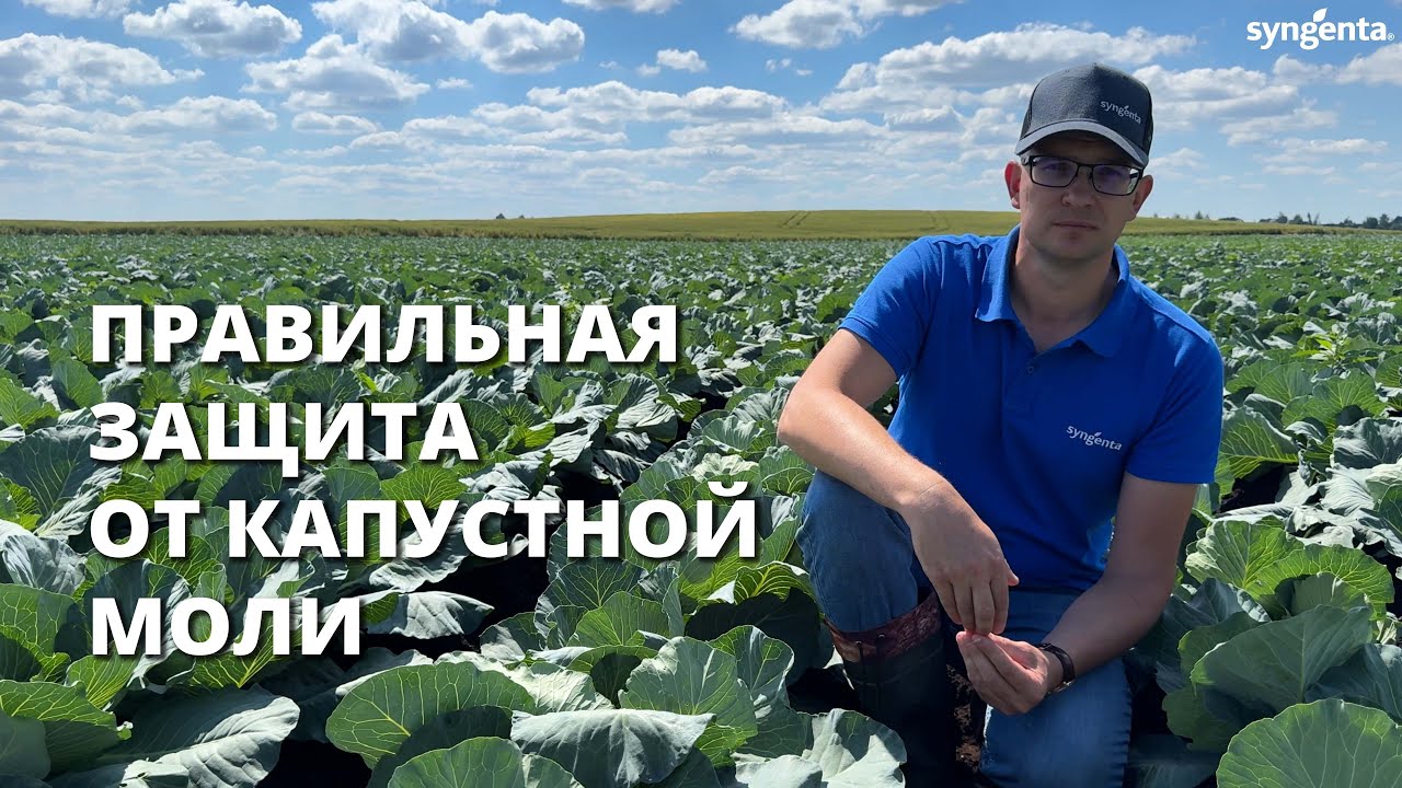 Правильная защита от капустной моли. Защита капусты от вредителей!