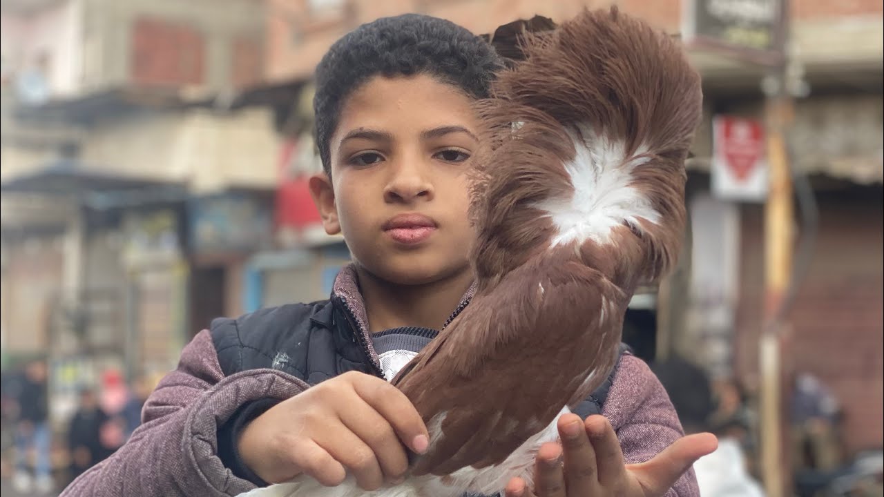 سوق الحمام يوم الجمعه واسعار الحمام والحيونات / شوف احمد بينفخ حصله الحمام أزي ؟!