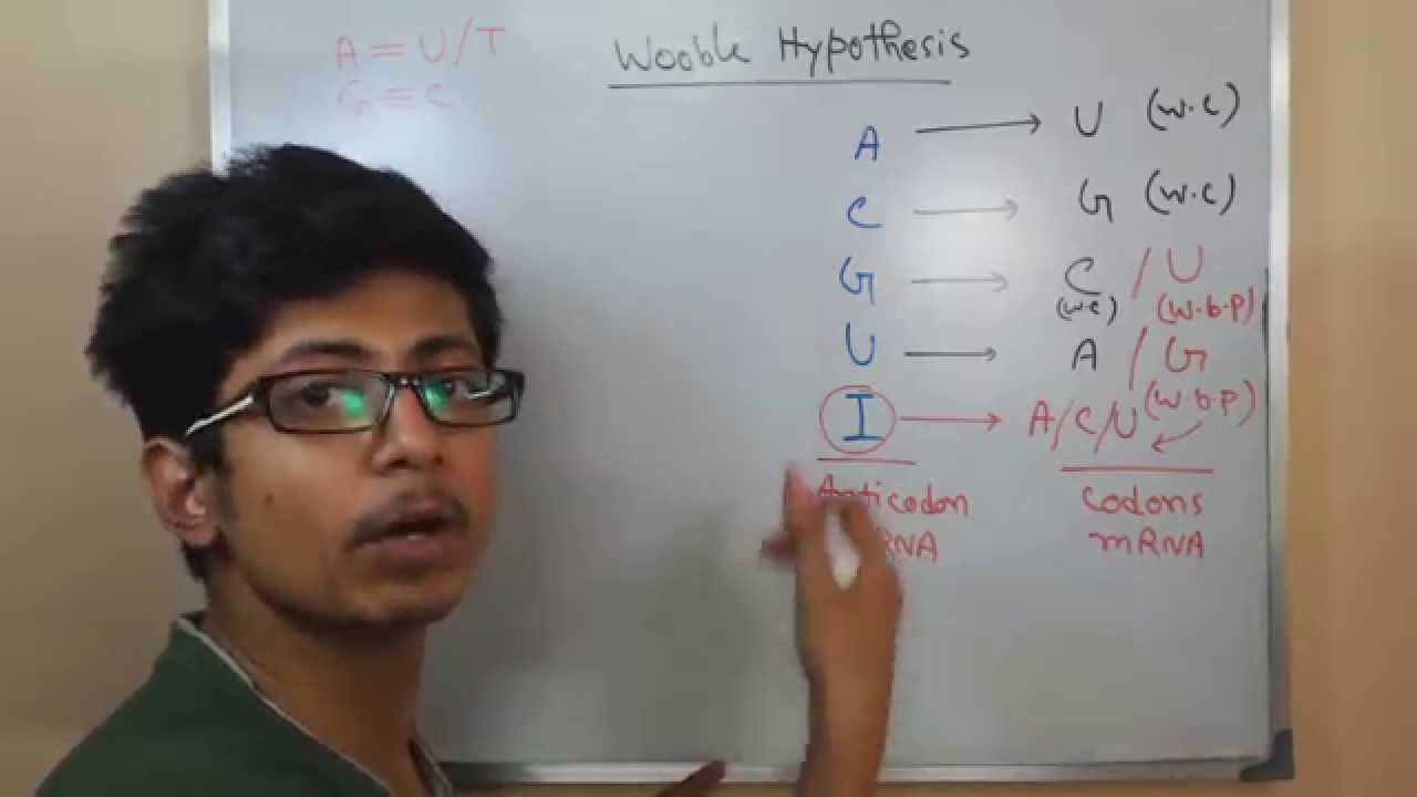 Wobble hypothesis tRNA