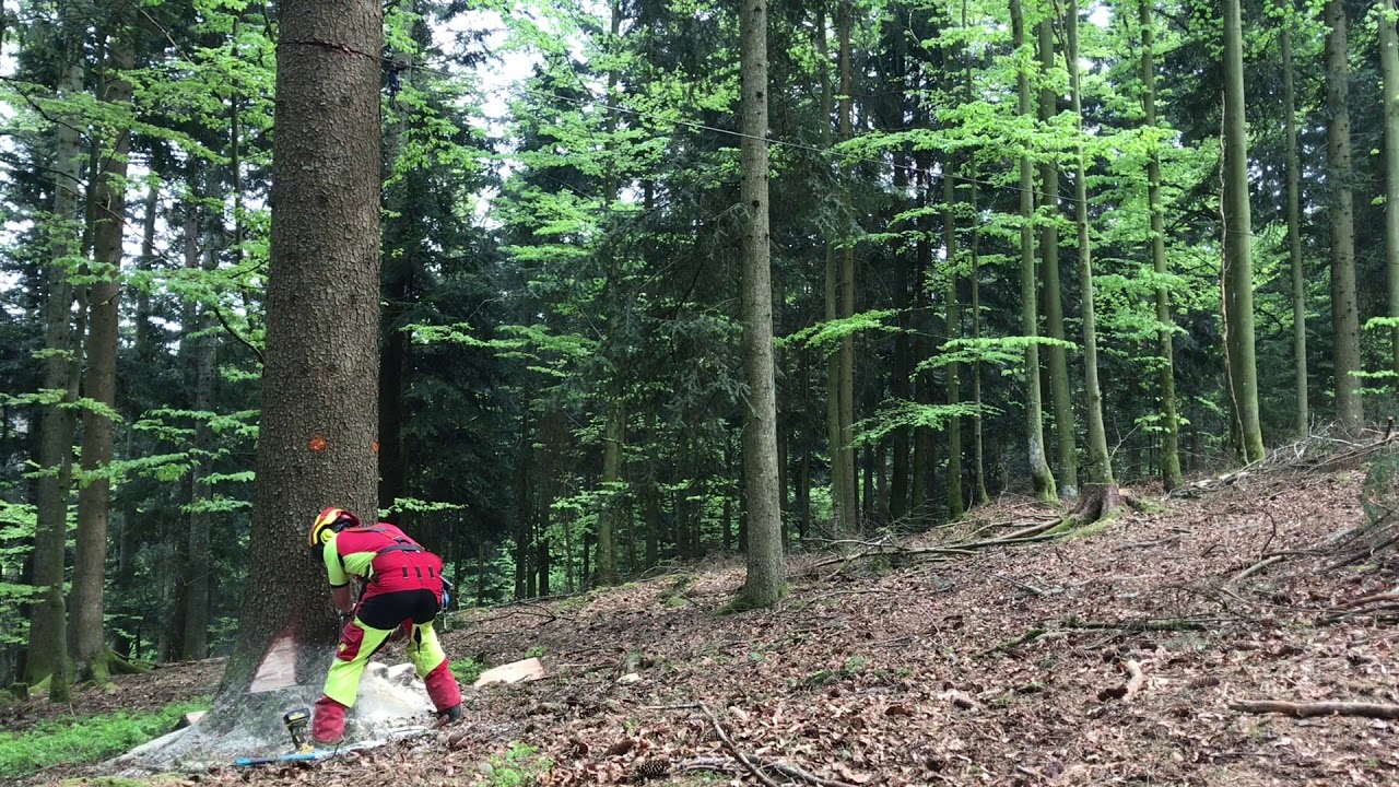Starkholz machen mit Dolmar PS 7910 und Deutz DX 3.50