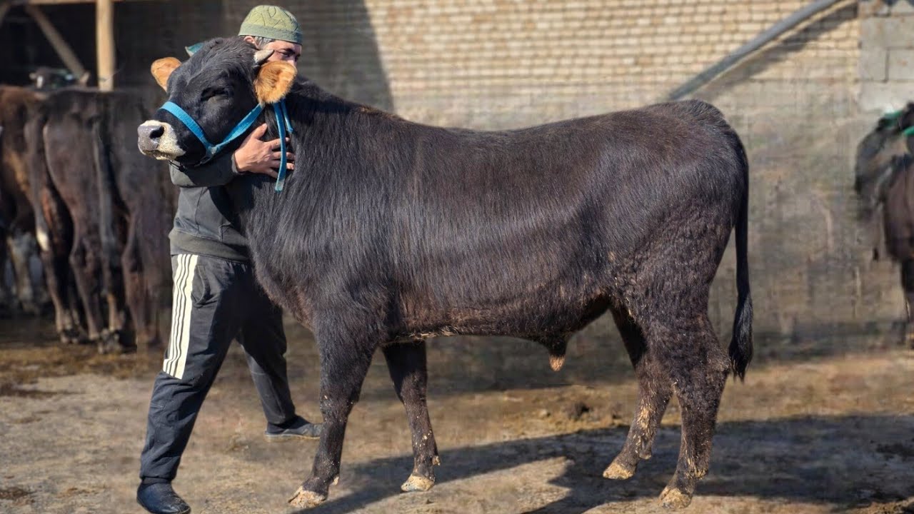 500_ming Arzoniga Shvet Buqalar Xamidullodan 12-mart, 2026