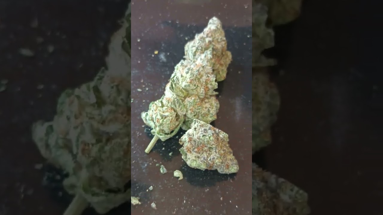 Short Stack strain review