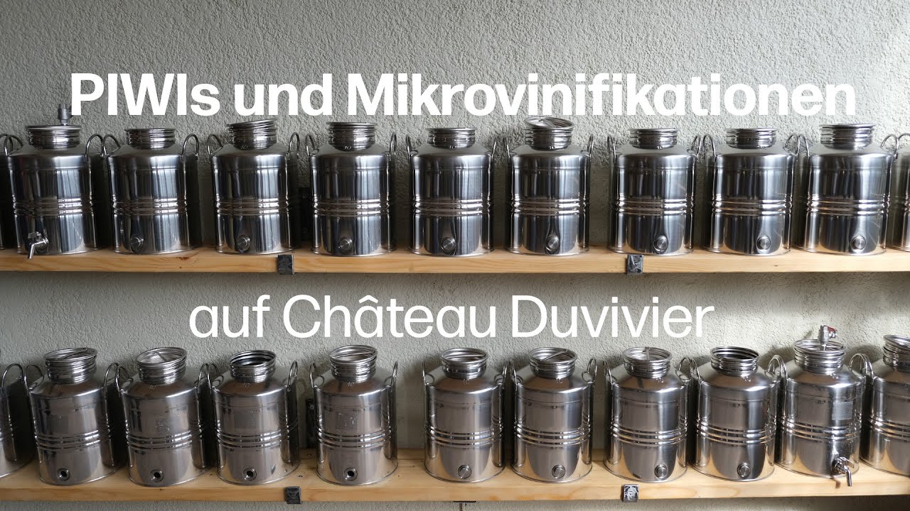 Neue Rebsorten im Weinberg und im Keller: PIWIs und Mikrovinifikationen auf Ch&acirc;teau Duvivier