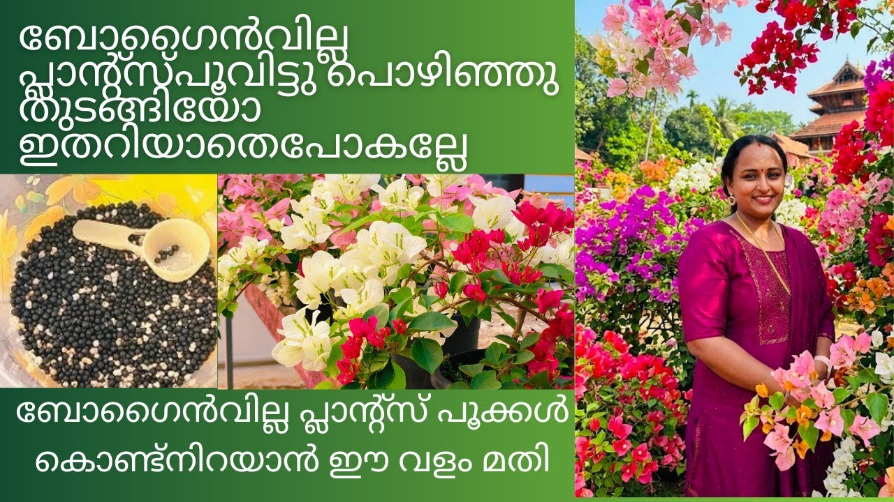 Bougainvillea plants ൽ പൂക്കൾ പൊഴിയുംതോറും പൂക്കൾ നിറയാൻ ഈ വളം മാത്രം മതി 💃🏽#