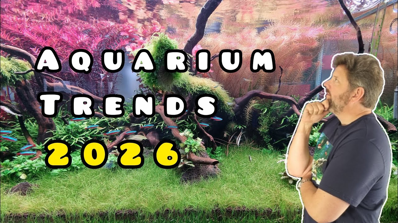 5 Fishkeeping and Aquarium Hobby TRENDS for 2026.