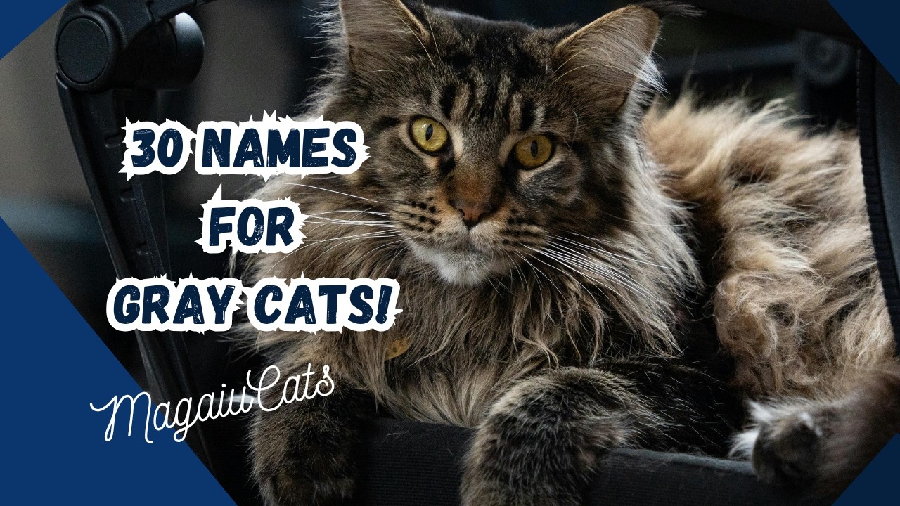 30 Names for Male and Female Gray Cats!