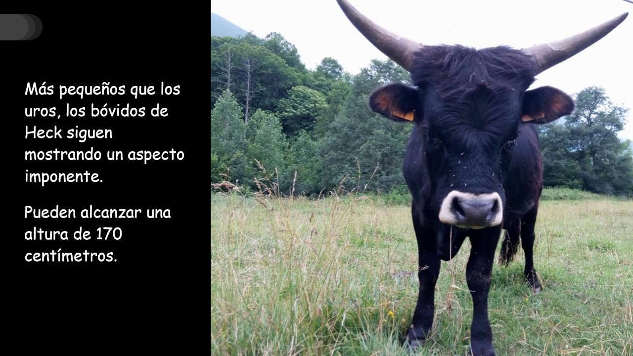 Prehistovisita virtual al cercado del Parque: uros de Heck y caballos tarpanes
