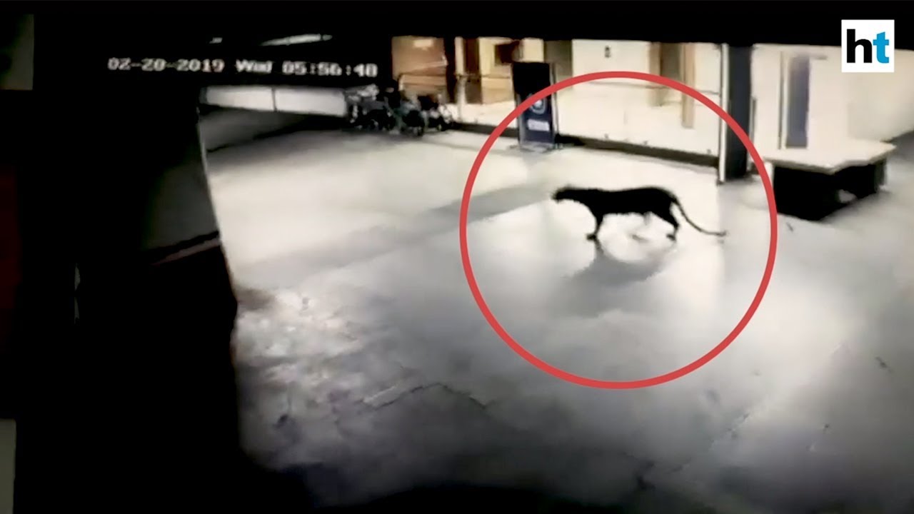 Leopard captured from Thane mall in five-hour long operation