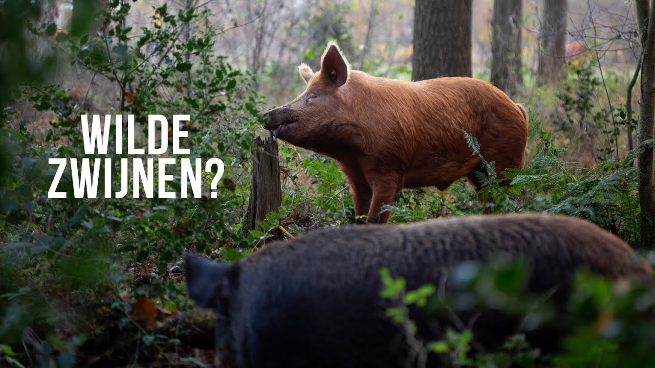 Varkens inzetten voor natuurherstel!