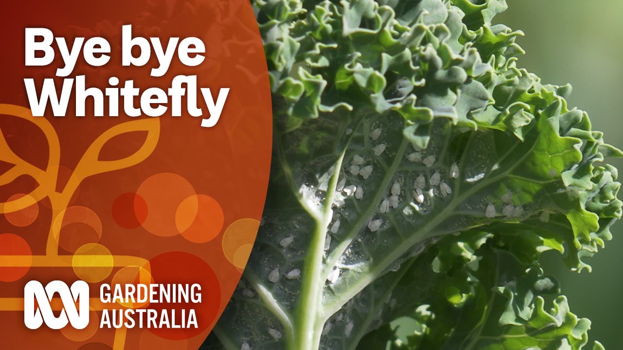 Control whitefly with this three-pronged attack | Pest and disease control | Gardening Australia
