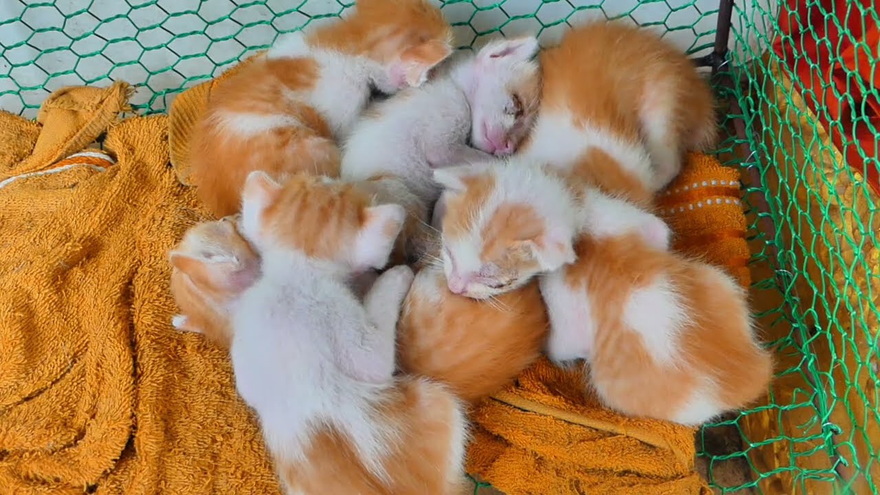 So adorable that all the baby kittens are sleeping together 