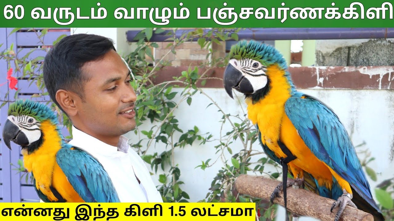 பஞ்சவர்ணக்கிளி - ல இவ்ளோ விஷயம் இருக்கா - Blue & Gold Macaw