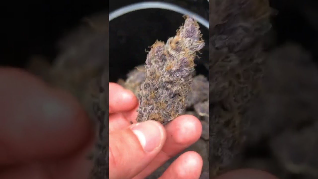 Funky Purple Buds!!!