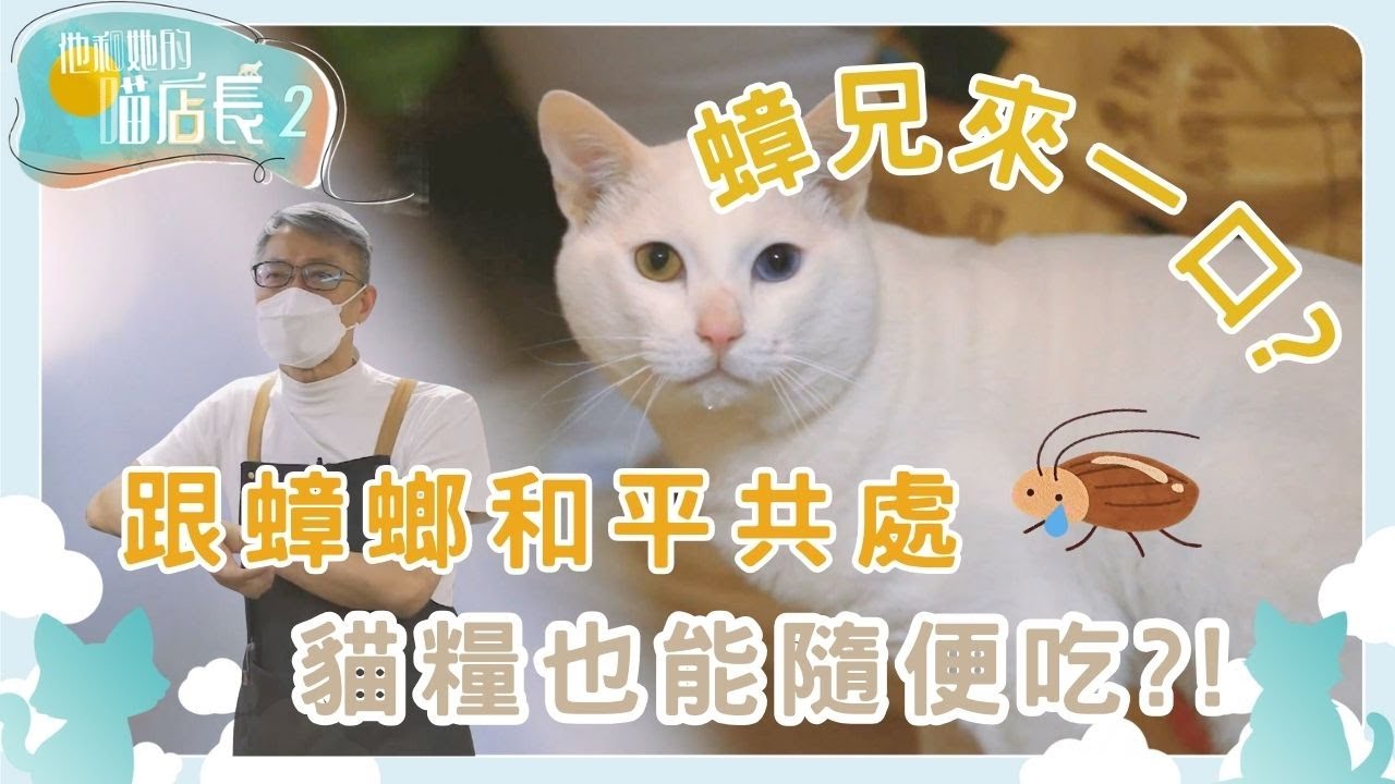 打開孤僻小貓的心💞 恆安邨「隱藏」貓店長小白 主人日夜貼心照顧｜他和她的喵店長 2｜炎明熹｜貓｜TVB | Gigi