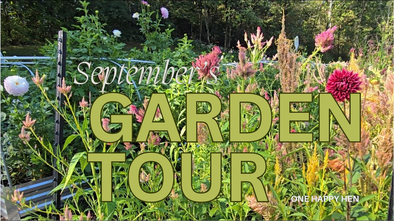 Sept  26 Garden Tour :  Dahlias, Celosia, Zinnias, lisianthus, sunflowers and more
