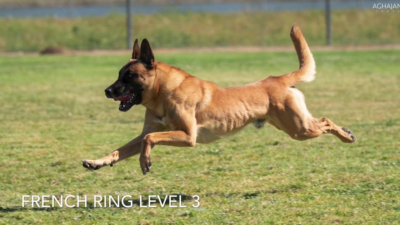 French Ring 3 -Belgian Malinois- “LETHAL” in California