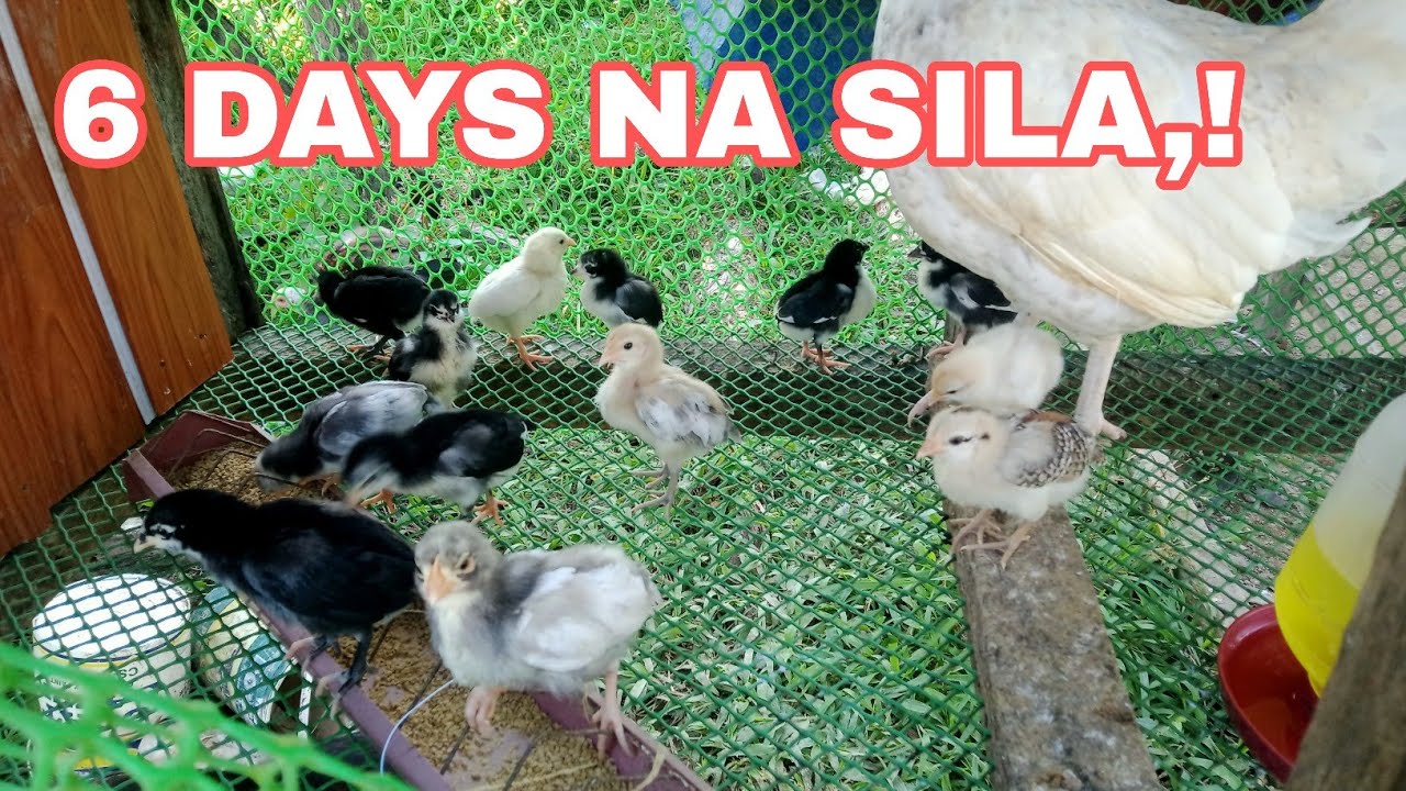AFTER 6 DAYS GANITO NA SILA,! || #jaypeealibiovlog