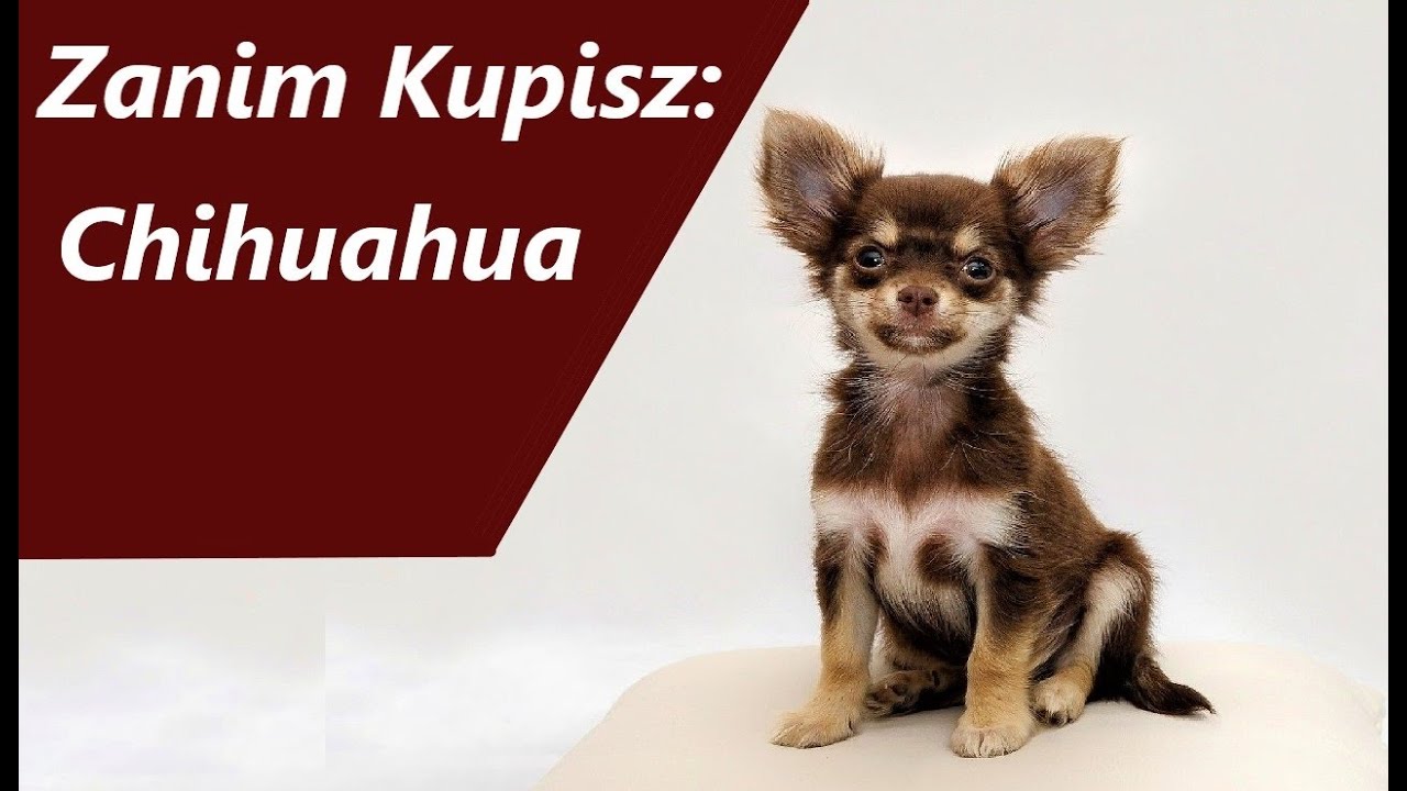 Zanim Kupisz Chihuahua