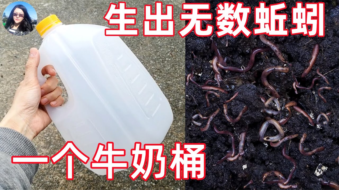 Making tons of Earthworms with a Milk jar 源源不断的蚯蚓粪, 自制蚯蚓收集器, 菜长的越来越好, 废物利用