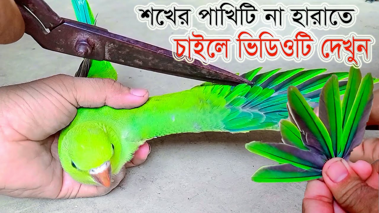 টিয়া পাখির ছোট বাচ্চার পাখার পর গুলো সুন্দর ভাবে কেটে নিন।