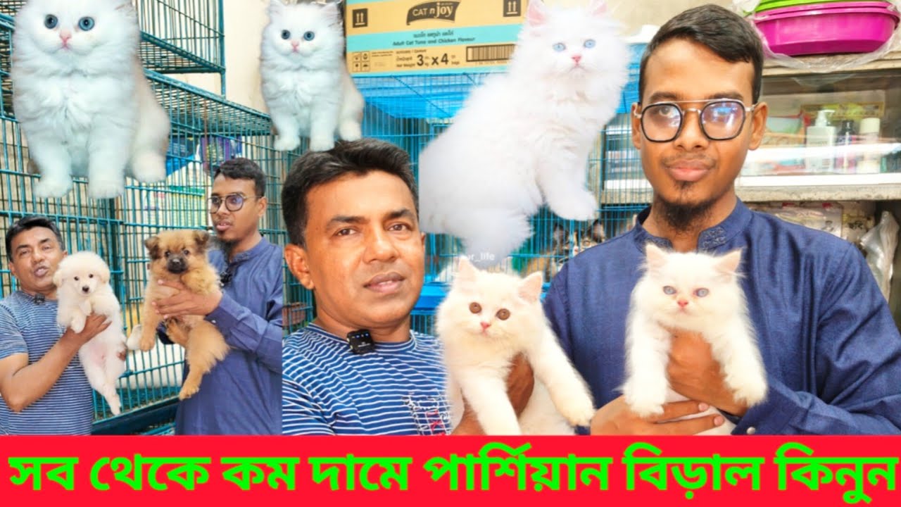 Mixed Breed cat price in Bangladesh | Persian cat price in Bangladesh | Cat price in Bangladesh #cat