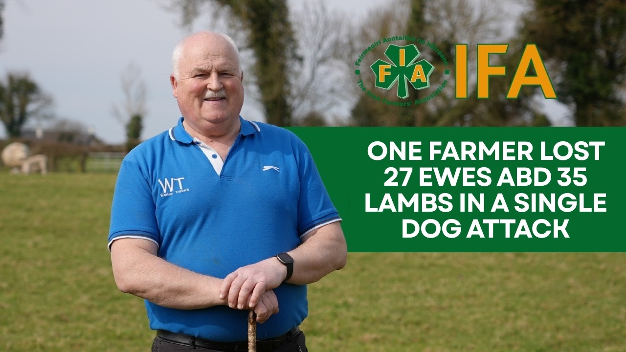 The Reality of Irish Sheep Farming in 2026 | Dog Attacks, Lamb Prices & Survival