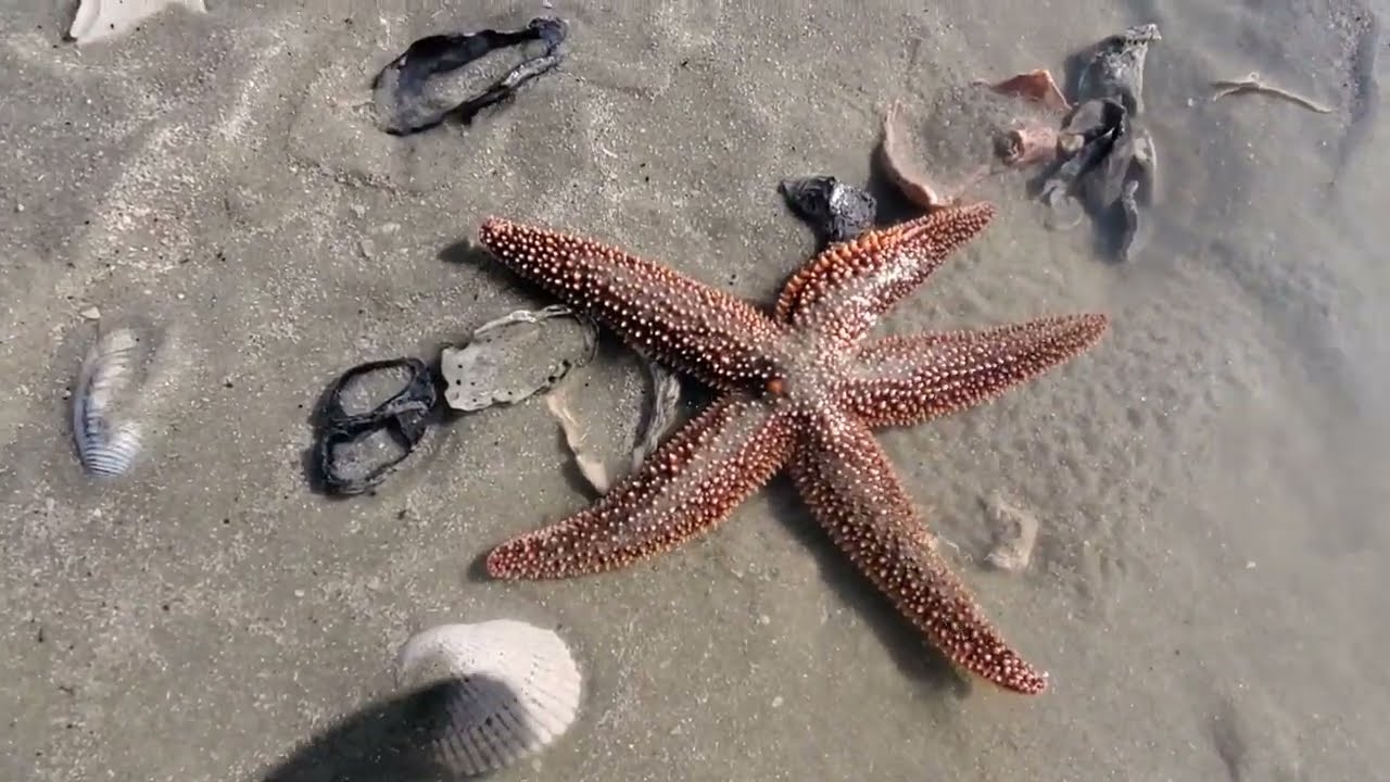 На пляже Хантингтон-Бич, на следующий день после сильного шторма, нашли кое-что интересное. Госуд...