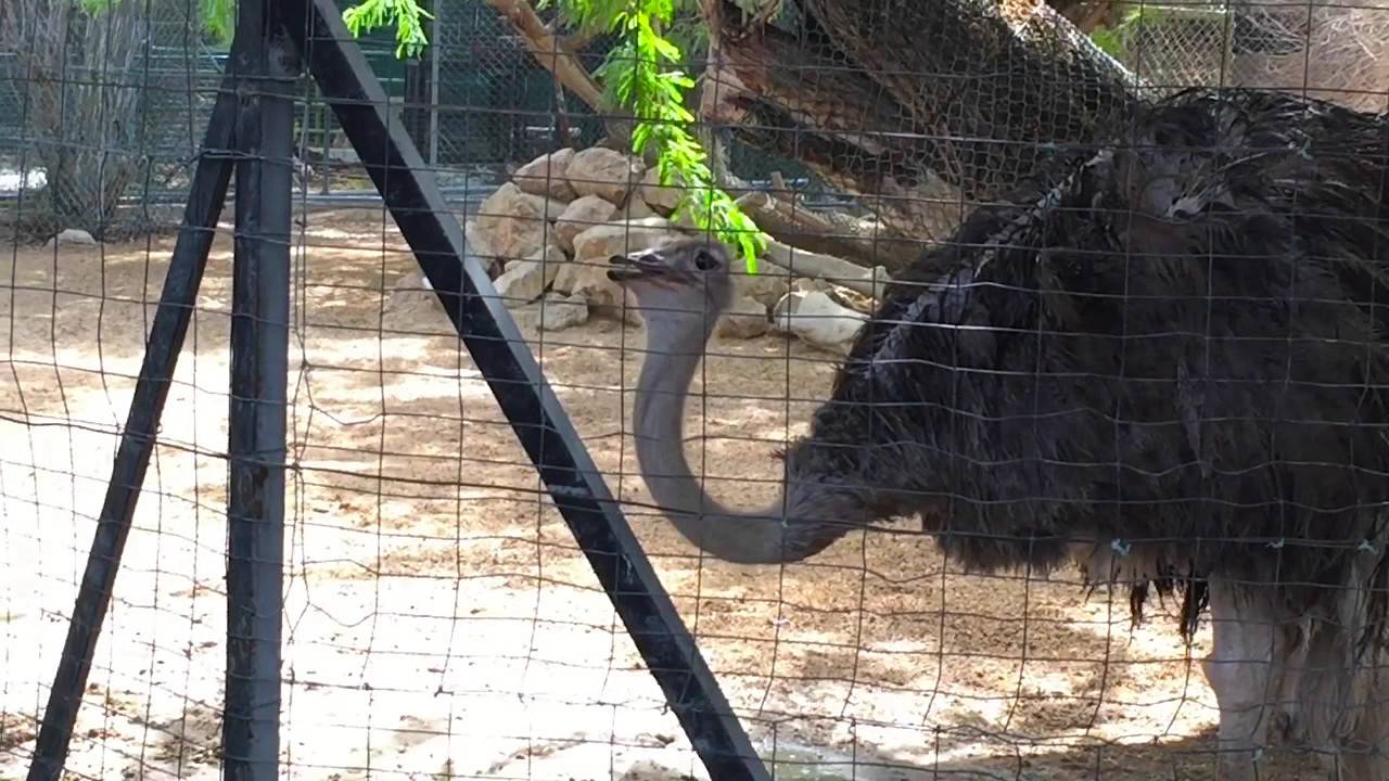 Dubai Zoo Jumeirah