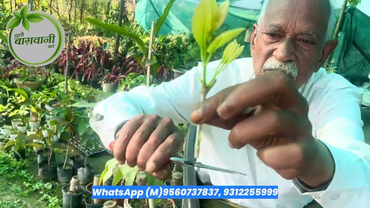 1 kg जामुन सिर्फ़ 10 पीस में 😱 Thai Jumbo Jamun Grafting 🪴 Step By Step Tutorial