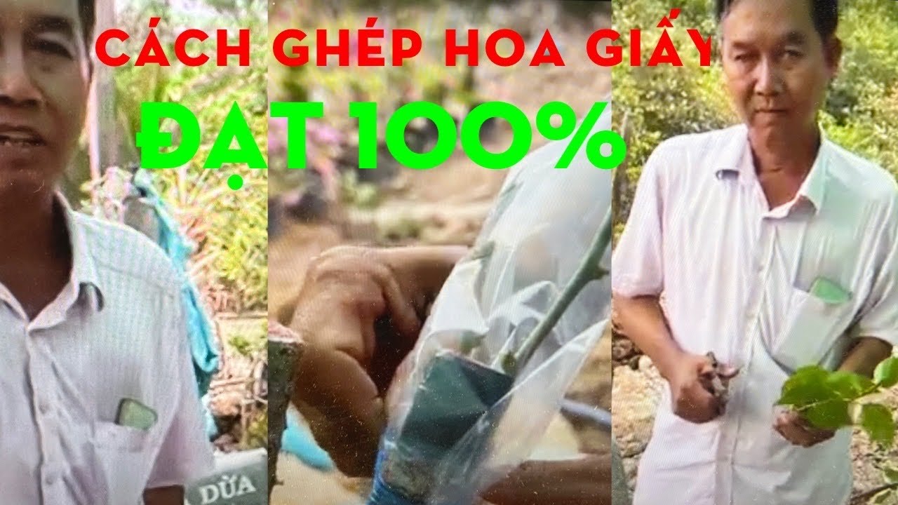 CÁCH GHÉP CÂY HOA GIẤY - DỄ GHÉP - HIỆU QUẢ CAO - ĐẠT 100%