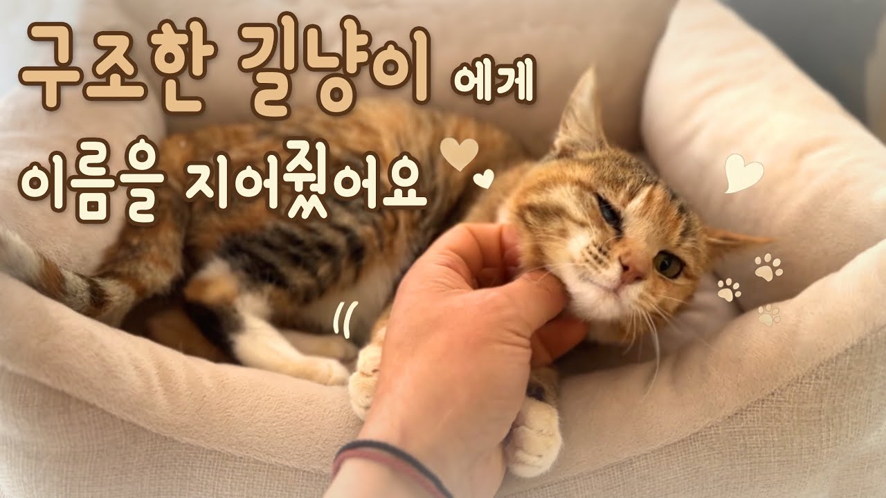 구조한 길냥이에게 이름을 지어줬어요