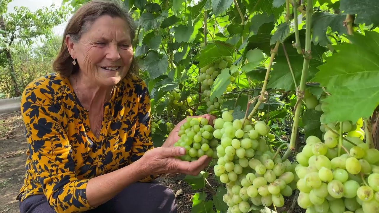 Soiurile de viță de vie și plăcerea de a le &icirc;ngriji