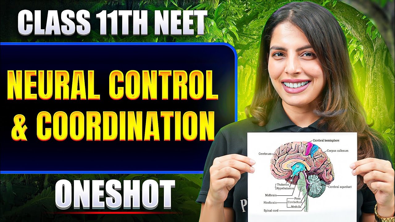 Neural Control & Coordination in ONE SHOT | All Concept & PYQ | Basic to Advance | Class 11 NEET