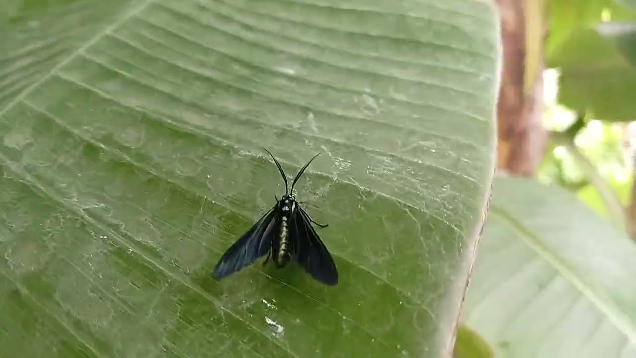 a biodiversidade dos animais e das plantações no sítio