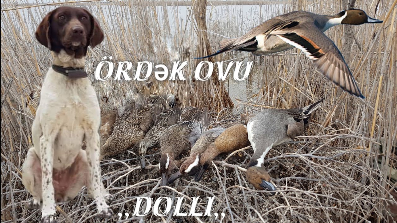 &Ouml;rdək ovu (ov iti ilə). Mart 2018.