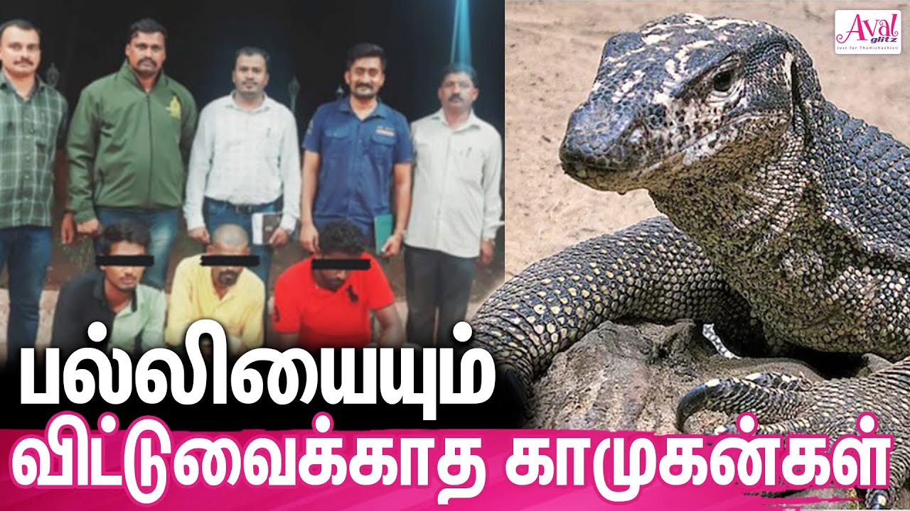 ராட்சத பல்லியை பாலியல் பலாத்காரம் செய்த ஆண்கள் கைது | Bengal Monitor Lizard abused In Maharashtra