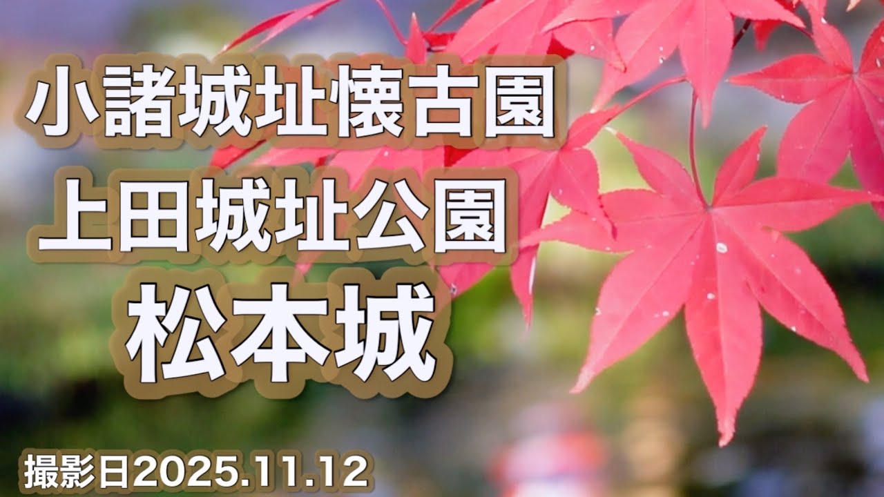 【長野県の紅葉情報】小諸城址懐古園・上田城跡公園・松本城　撮影日2025.11.12 [Autumn foliage information in Nagano ] Matsumoto Castle