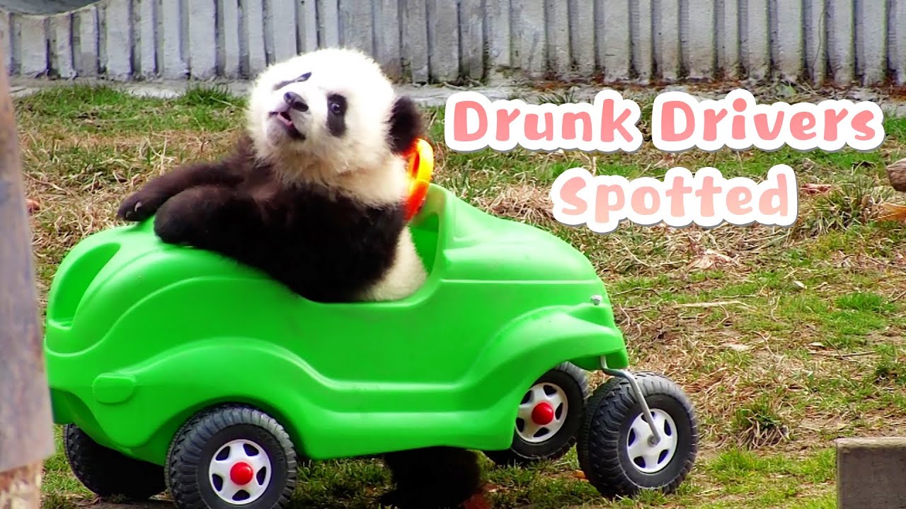 Dear Panda Drivers, Please Don’t Speed  | iPanda