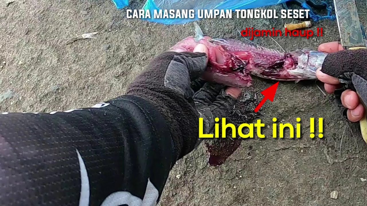 Wajib dicoba!! Cara jitu mancing pinggiran pakai umpan tongkol !!haup semua jenis ikan