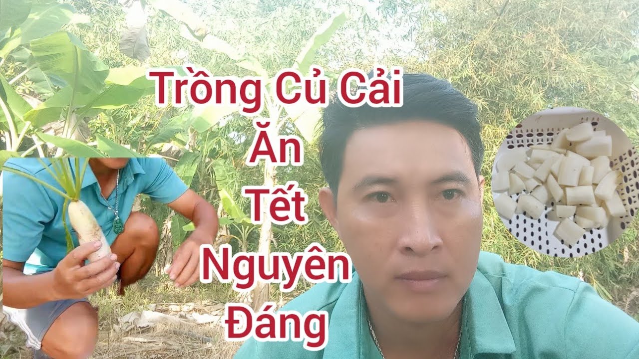 Trồng Củ Cải Chuẩn Bị Ăn Tết Nguyên Đán #dangmaivangtv#