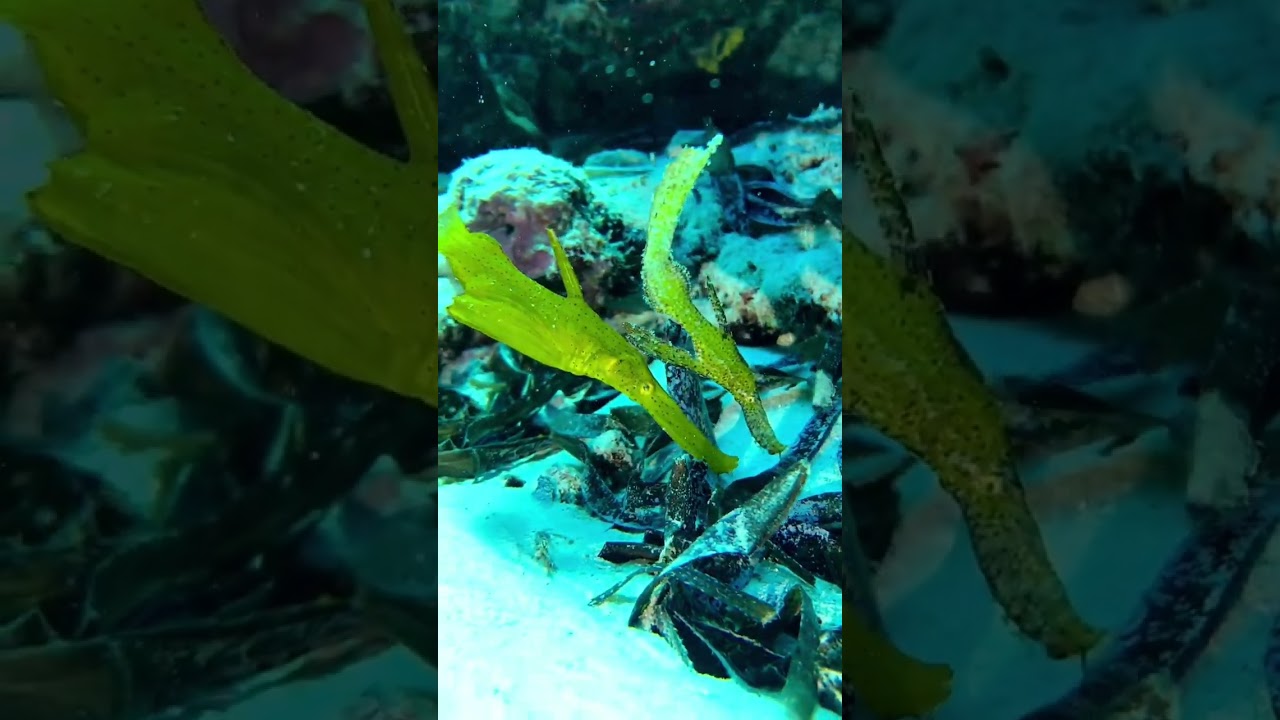 Robust ghost pipefish. 