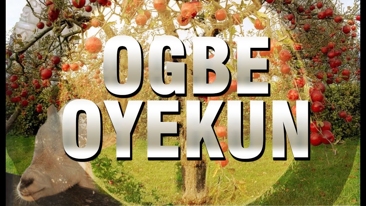 ogbe yeku