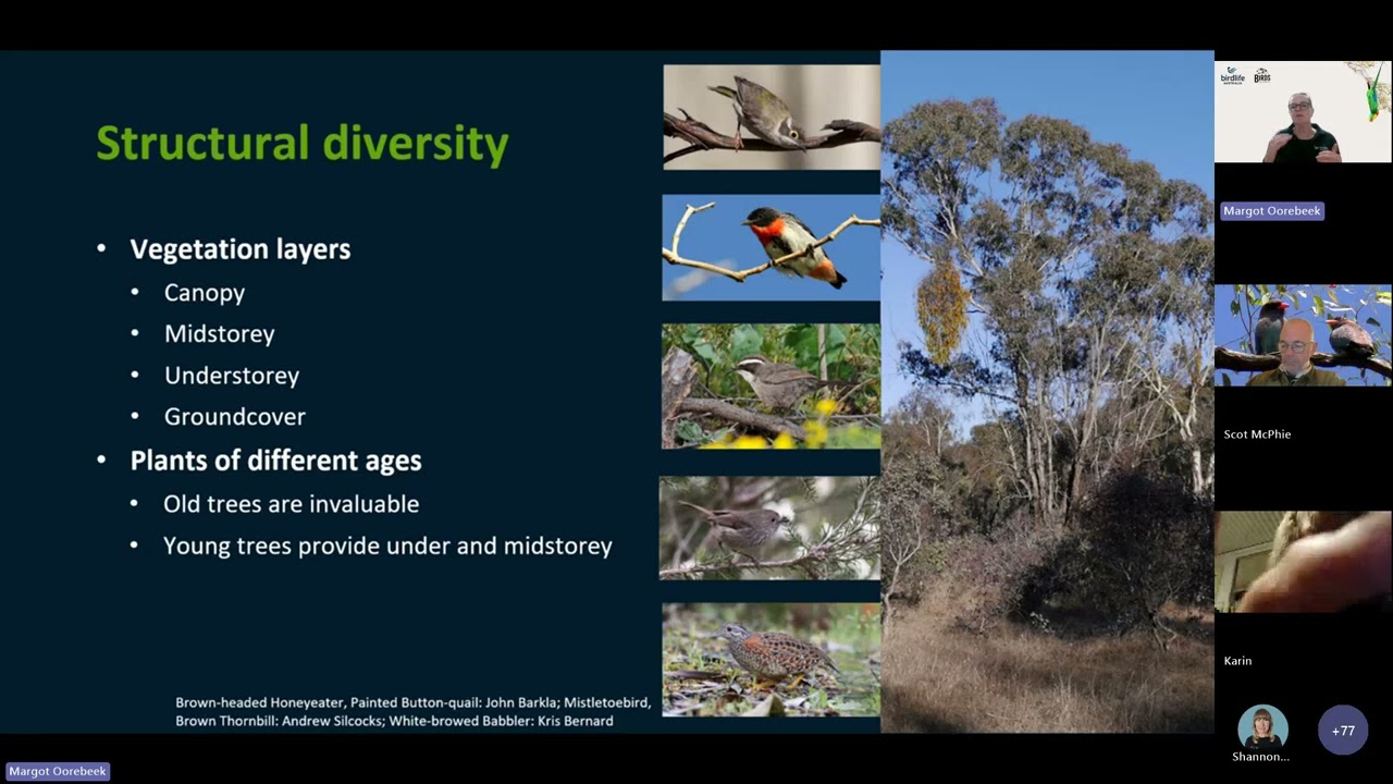 Your Birds on Farms Webinar: The 5 key features of woodland bird habitat