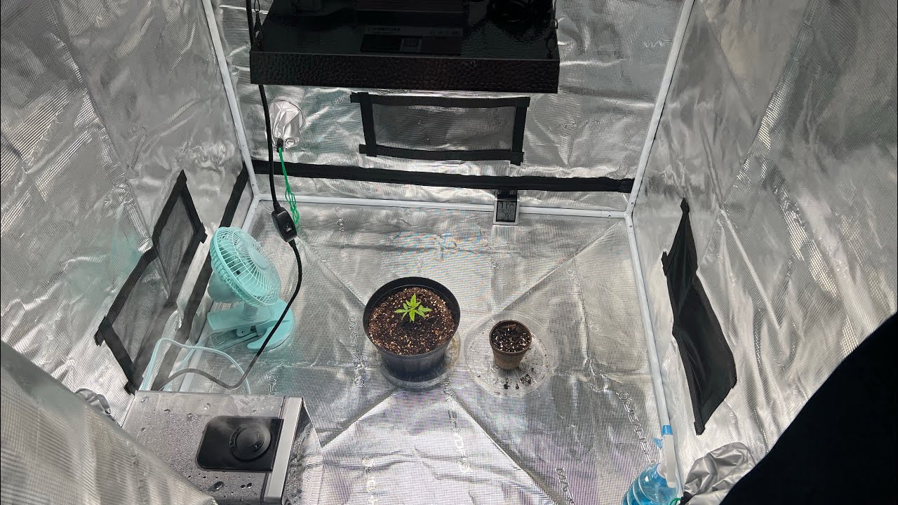 CBD Tangie strain grow, Yellow cannabis leaves. Need help!